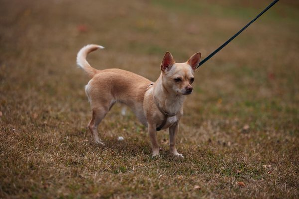 Wie man sein Zuhause komfortabler gestaltet um der Konkurrenz voraus zu sein